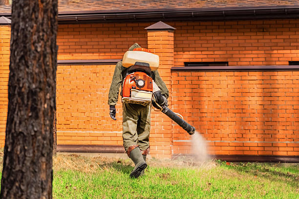 Trusted Ant Control service in Camp Swift, TX - Nex Pest Control